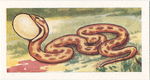 Les Serpents.