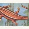 Le Lézard ordinaire.