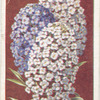 Alyssum (sweet).