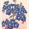 Anchusa.