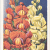 Antirrhinum.