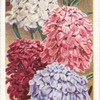 Candytuft.