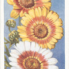 Annual Chrysanthemum.