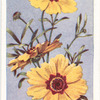 Coreopsis.