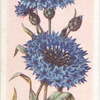 Cornflower.