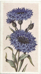 Cornflower.