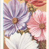 Cosmos (Cosmea).