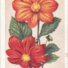 Dahlia (dwarf-coltness types).