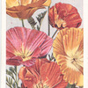 Eschscholtzia.
