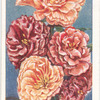 Godetia.
