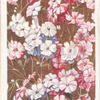 Gypsophila.