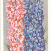 Larkspur.