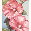 Lavatera.