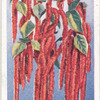 Love-lies-bleeding.