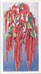 Love-lies-bleeding.