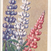 Lupinus.