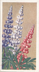 Lupinus.