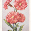 Lychnis.