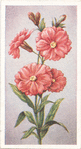 Lychnis.
