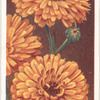 Marigolds (Calendula).