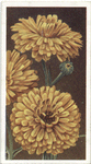 Marigolds (Calendula).
