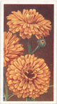 Marigolds (Calendula).