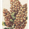 Mignonette.