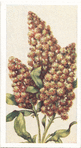 Mignonette.