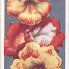 Mimulus.