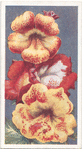 Mimulus.