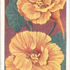 Nasturtium.