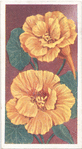 Nasturtium.