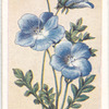 Nemophila.