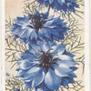 Nigella.