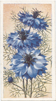 Nigella.