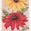 Rudbeckia.