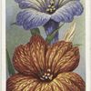 Salpiglossis.