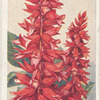 Salvia.