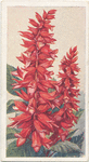 Salvia.