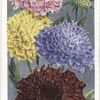 Scabious (Sweet Scabious).