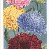 Scabious (Sweet Scabious).