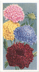 Scabious (Sweet Scabious).