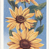Sunflower (Helianthus).