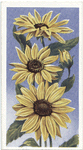 Sunflower (Helianthus).