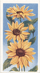 Sunflower (Helianthus).