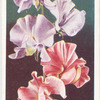 Sweet Peas.