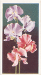Sweet Peas.