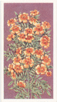 Tagetes.
