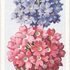 Verbena.