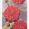 Zinnia.